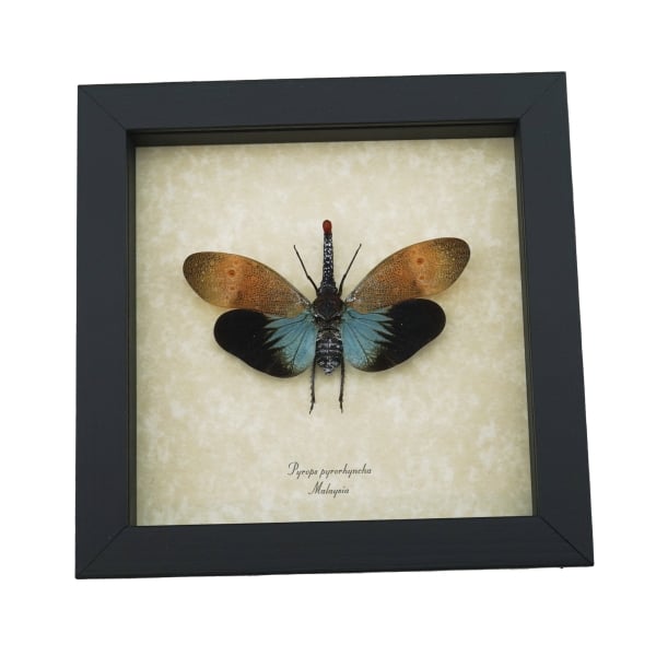 Pyrops pyrorhyncha Blue Lanternfly Framed Insect Taxidermy Display