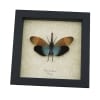Pyrops pyrorhyncha Blue Lanternfly Framed Insect Taxidermy Display