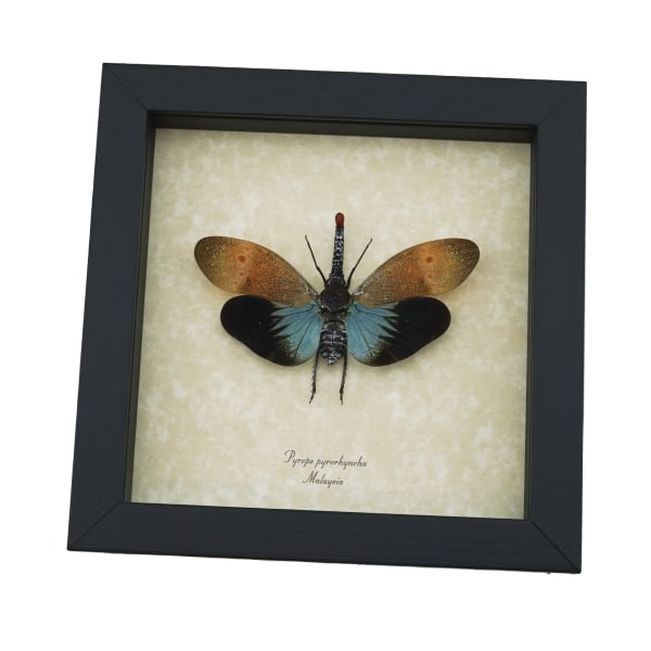 Pyrops pyrorhyncha Blue Lanternfly Framed Insect Taxidermy Display