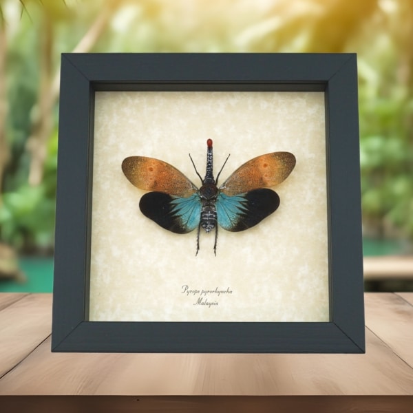 Pyrops pyrorhyncha Blue Lanternfly Framed Insect Taxidermy Display