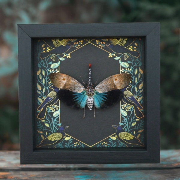 Pyrops pyrorhyncha Blue Lanternfly Framed Insect Gothic Ravens Taxidermy Display
