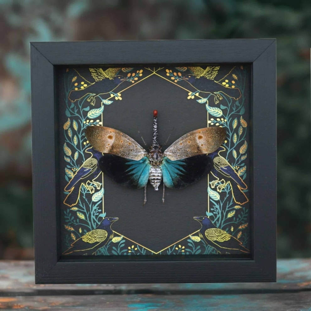 Pyrops pyrorhyncha Blue Lanternfly Framed Insect Gothic Ravens Taxidermy Display Pyrops pyrorhyncha Blue Lanternfly Framed Insect Gothic Ravens Taxidermy Display