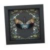 Pyrops pyrorhyncha Blue Lanternfly Framed Insect Gothic Ravens Taxidermy Display
