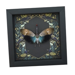 Pyrops pyrorhyncha Blue Lanternfly Framed Insect Gothic Ravens Taxidermy Display