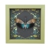 Pyrops pyrorhyncha Blue Lanternfly Framed Insect Gothic Ravens Taxidermy Sage Green Display