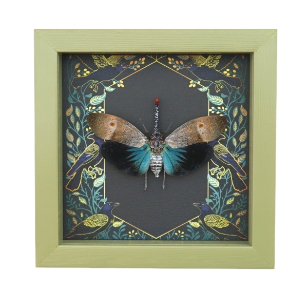 Pyrops pyrorhyncha Blue Lanternfly Framed Insect Gothic Ravens Taxidermy Sage Green Display