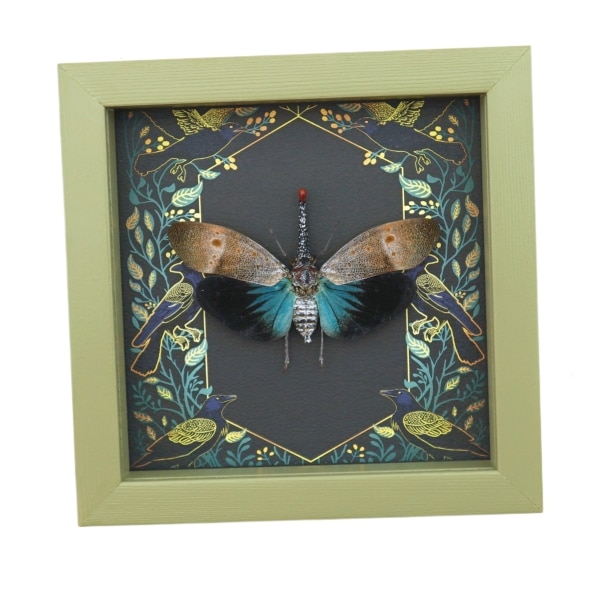 Pyrops pyrorhyncha Blue Lanternfly Framed Insect Gothic Ravens Taxidermy Sage Green Display