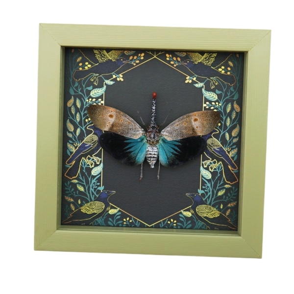 Pyrops pyrorhyncha Blue Lanternfly Framed Insect Gothic Ravens Taxidermy Sage Green Display