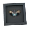 Pyrops pyrorhyncha Blue Lanternfly Framed Insect Taxidermy Moonlight Display
