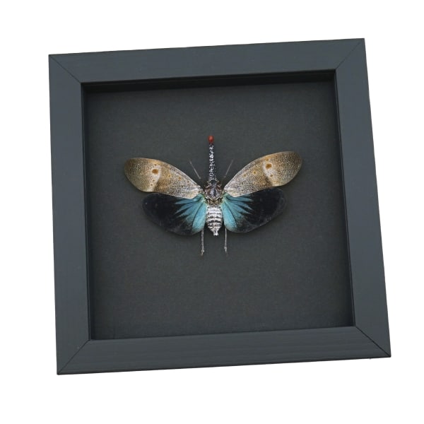 Pyrops pyrorhyncha Blue Lanternfly Framed Insect Taxidermy Moonlight Display
