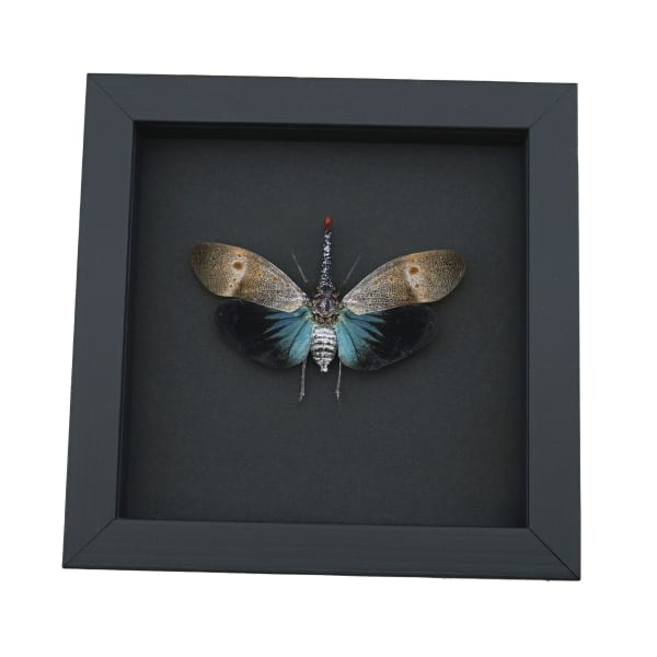 Pyrops pyrorhyncha Blue Lanternfly Framed Insect Taxidermy Moonlight Display