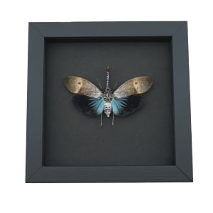 Pyrops pyrorhyncha Blue Lanternfly Framed Insect Taxidermy Moonlight Display
