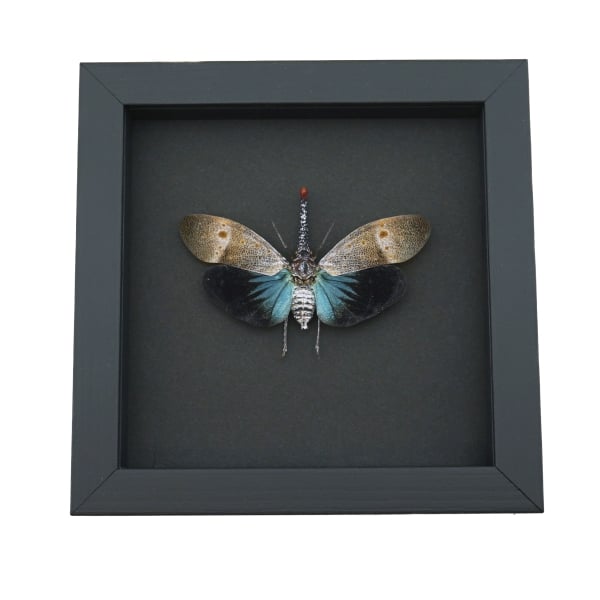 Pyrops pyrorhyncha Blue Lanternfly Framed Insect Taxidermy Moonlight Display
