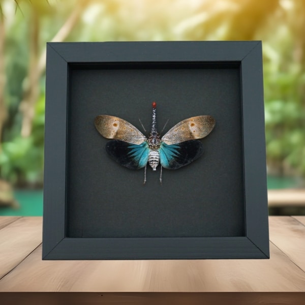 Pyrops pyrorhyncha Blue Lanternfly Framed Insect Taxidermy Moonlight Display