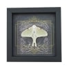 Real Framed Luna Moth Gothic Black Heart Actias luna Resting Taxidermy Display