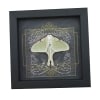 Real Framed Luna Moth Gothic Black Heart Actias luna Resting Taxidermy Display