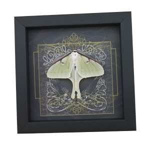 Real Framed Luna Moth Gothic Black Heart Actias luna Resting Taxidermy Display