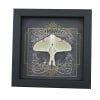 Real Framed Luna Moth Gothic Black Heart Actias luna Resting Taxidermy Display