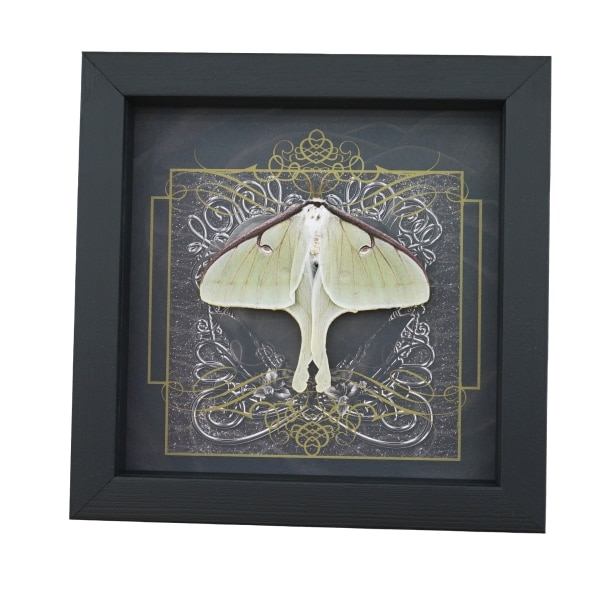 Real Framed Luna Moth Gothic Black Heart Actias luna Resting Taxidermy Display
