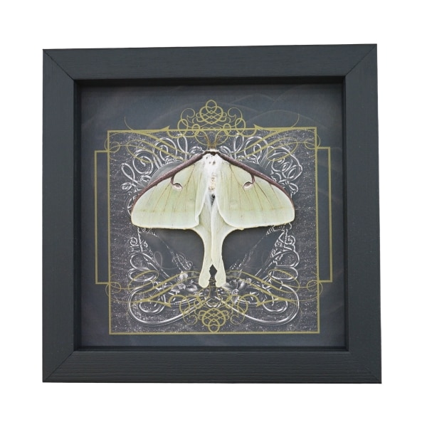Real Framed Luna Moth Gothic Black Heart Actias luna Resting Taxidermy Display