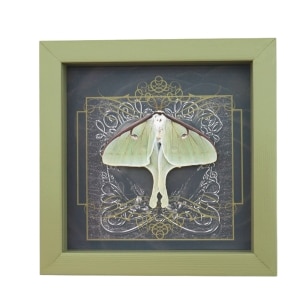 Real Framed Luna Moth Gothic Black Heart Actias luna Resting Taxidermy Sage Green Display