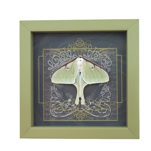 Real Framed Luna Moth Gothic Black Heart Actias luna Resting Taxidermy Sage Green Display