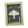 Real Luna Moth Gothic Sun Moon Stars Actias luna Resting Framed Taxidermy Sage Green Display