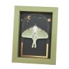 Real Luna Moth Gothic Sun Moon Stars Actias luna Resting Framed Taxidermy Sage Green Display