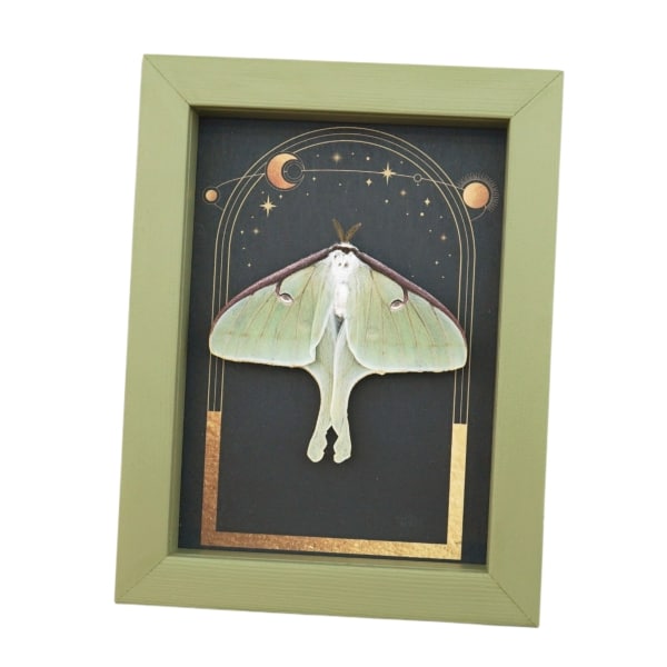 Real Luna Moth Gothic Sun Moon Stars Actias luna Resting Framed Taxidermy Sage Green Display