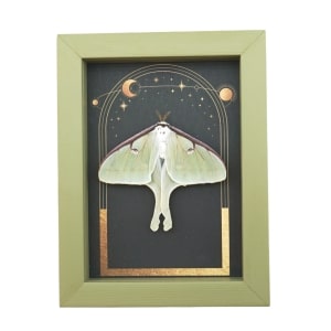 Real Luna Moth Gothic Sun Moon Stars Actias luna Resting Framed Taxidermy Sage Green Display