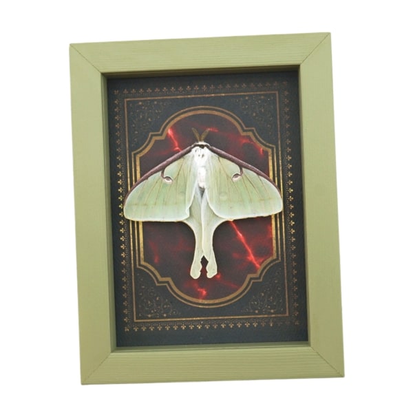 Real Framed Luna Moth Gothic Red Gold Border Actias luna Resting Taxidermy Sage Green Display