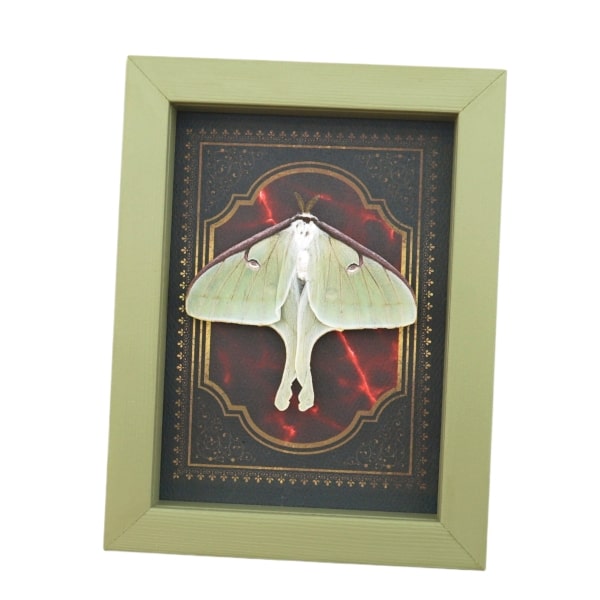 Real Framed Luna Moth Gothic Red Gold Border Actias luna Resting Taxidermy Sage Green Display