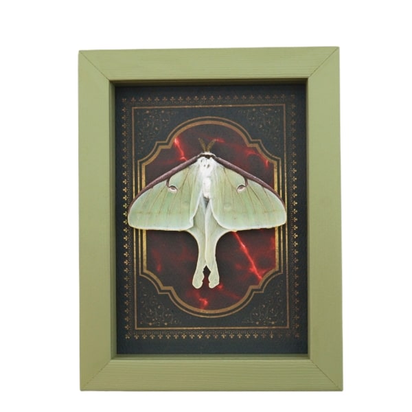 Real Framed Luna Moth Gothic Red Gold Border Actias luna Resting Taxidermy Sage Green Display