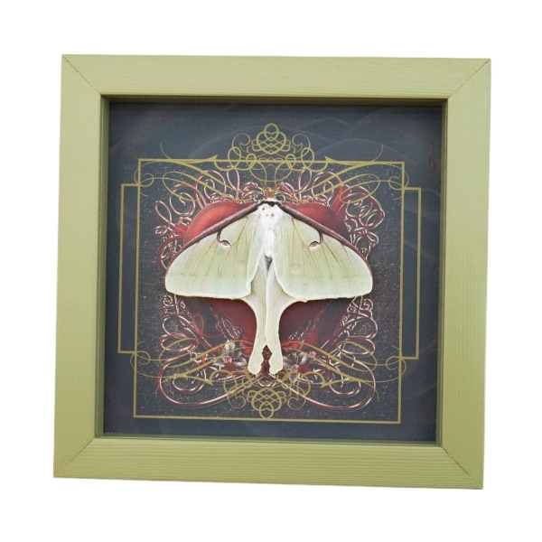 Real Framed Luna Moth Gothic Red Heart Actias luna Resting Taxidermy Sage Green Display