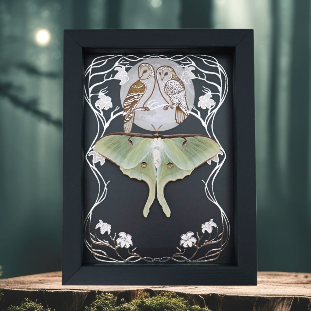 Real Framed Luna Moth Silver Foil Owls Moon Art Nouveau Actias luna Resting Taxidermy
