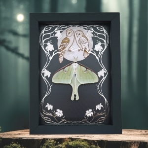 Real Framed Luna Moth Silver Foil Owls Moon Art Nouveau Actias luna Resting Taxidermy Display
