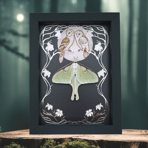 Real Framed Luna Moth Silver Foil Owls Moon Art Nouveau Actias luna Resting Taxidermy Display