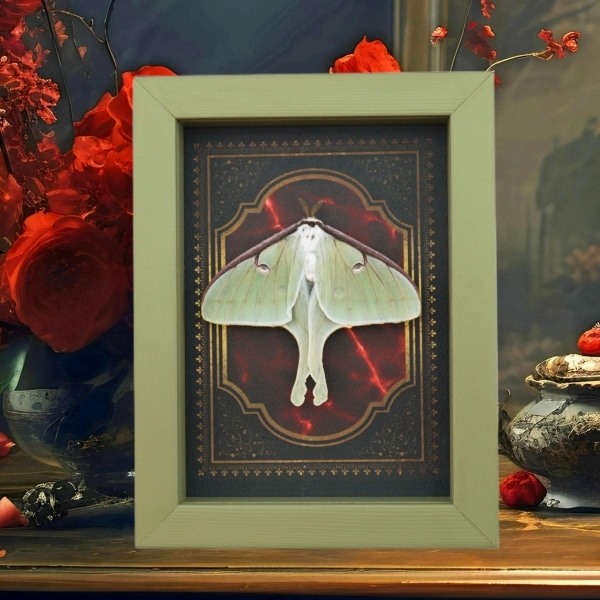 Real Framed Luna Moth Gothic Red Gold Border Actias luna Resting Taxidermy Sage Green Display