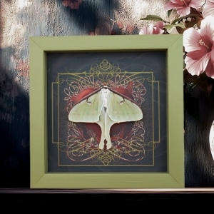 Real Framed Luna Moth Gothic Red Heart Actias luna Resting Taxidermy Sage Green Display