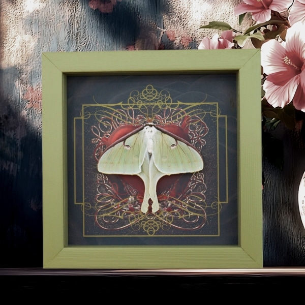 Real Framed Luna Moth Gothic Red Heart Actias luna Resting Taxidermy Sage Green Display