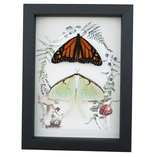 Monarch Butterfly Luna Moth Collection Real Framed Taxidermy Display