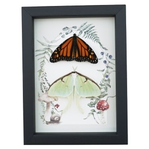 Monarch Butterfly Luna Moth Collection Real Framed Taxidermy Display