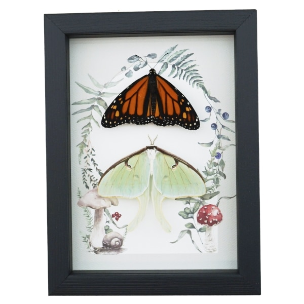 Monarch Butterfly Luna Moth Collection Real Framed Taxidermy Display