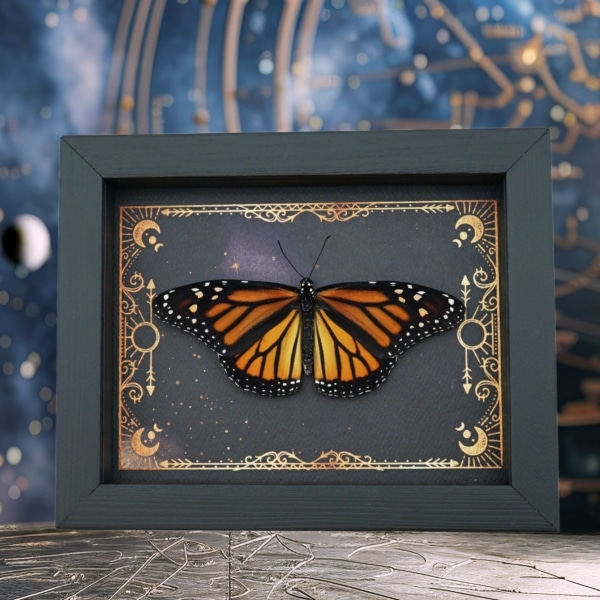 Real Framed Monarch Butterfly Celestial Sky Danaus plexippus Female Resting Taxidermy Display