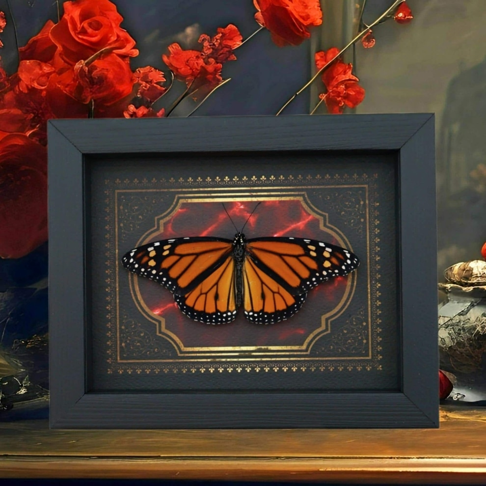 Real Monarch Butterfly Gothic Red Gold Border Danaus plexippus Male Resting Framed Taxidermy Display