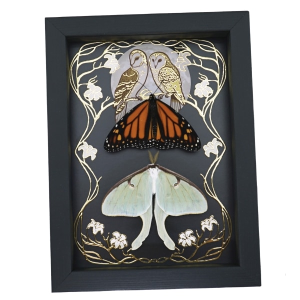 Luna Moth Monarch Butterfly Collection Gold Foil Owls Moon Art Nouveau Framed Taxidermy