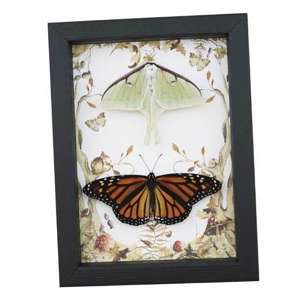 Real Monarch Butterfly Luna Moth Collection Framed Taxidermy Display