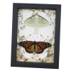 Real Monarch Butterfly Luna Moth Collection Framed Taxidermy Display