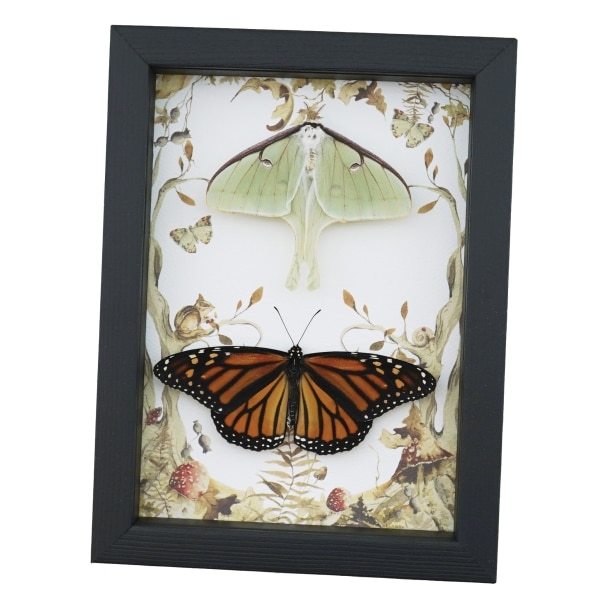 Real Monarch Butterfly Luna Moth Collection Framed Taxidermy Display