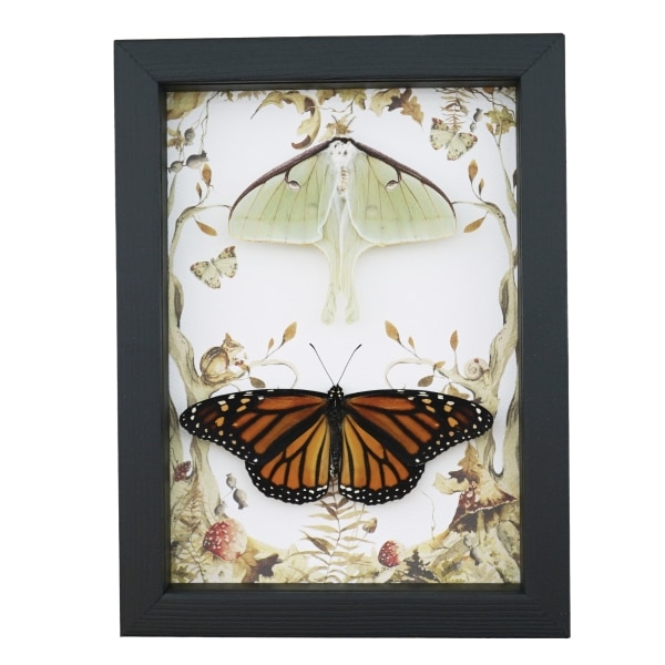 Real Monarch Butterfly Luna Moth Collection Framed Taxidermy Display